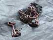 Worm Casts -  Click to Enlarge