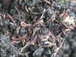 Worm Casts -  Click to Enlarge