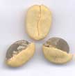 Green Coffee Defects - Click to Enlarge