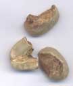 Green Coffee Defects - Click to Enlarge